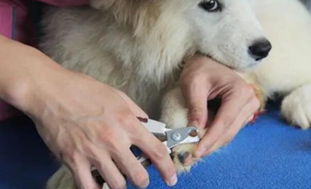 狗狗指甲掉了怎么办 狗狗指甲掉了怎么办
