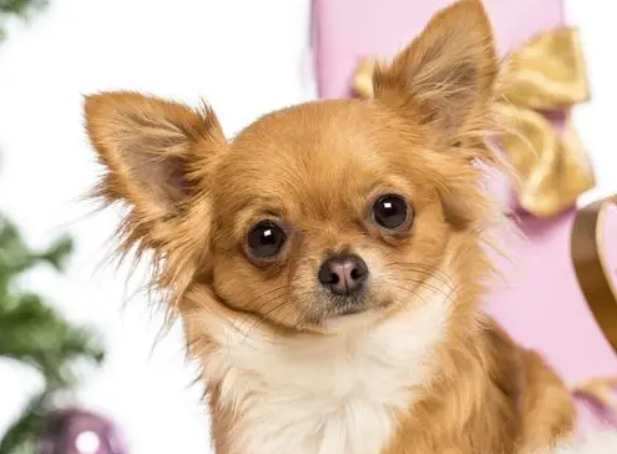 吉娃娃几个月算成犬？不妨来看看吧