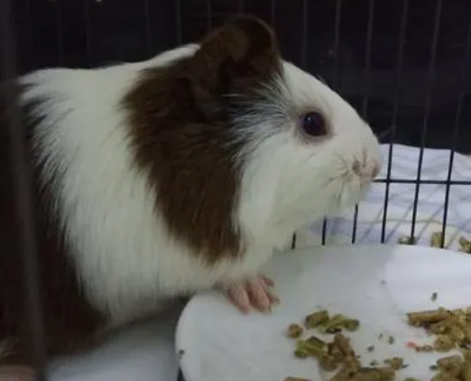 荷兰猪的饲养方法 荷兰猪的饲养方法