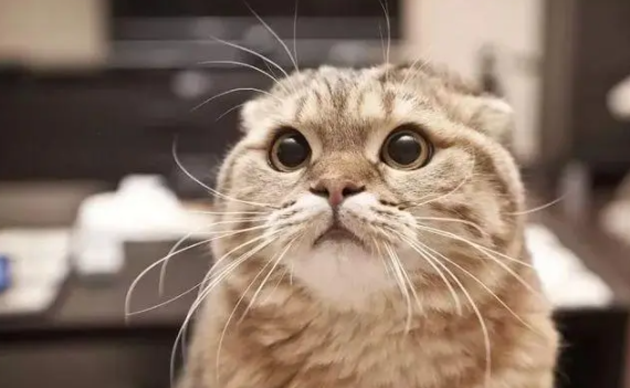 猫咪为什么只长肉不发腮呢