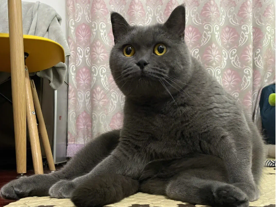 蓝猫为什么喜欢瘫坐着?快来看看吧 蓝猫为什么喜欢瘫坐着?快来看看吧
