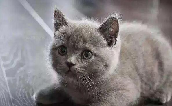 女蓝猫名字有寓意 女蓝猫名字有寓意