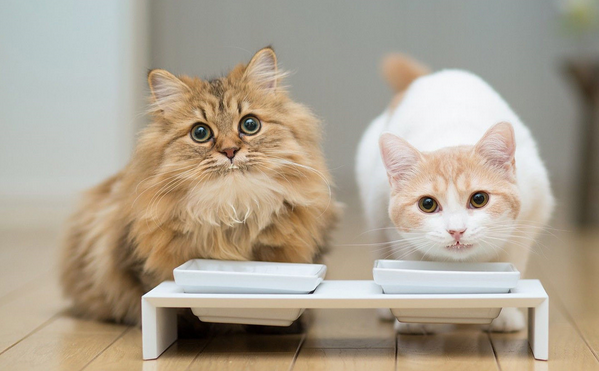 猫咪为什么肠胃都很好呢 猫咪为什么肠胃都很好呢