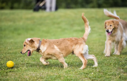 为什么狗狗自己不会玩耍