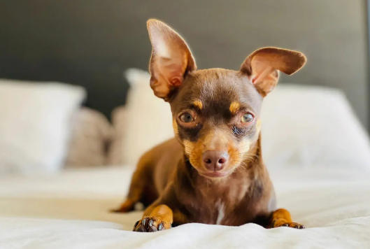 小鹿犬怎么看品相？你学会了吗？