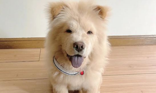 松狮犬怀孕的症状有哪些？铲屎官快来看
