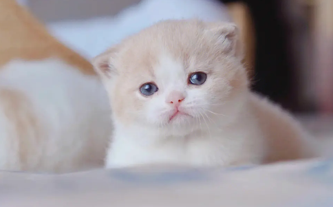 小奶猫如何刺激排便？应该怎么做？
