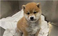品相最差的柴犬