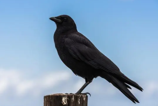 乌鸦在中国的象征