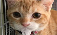 猫吐了白色黏液或泡沫吃什么药