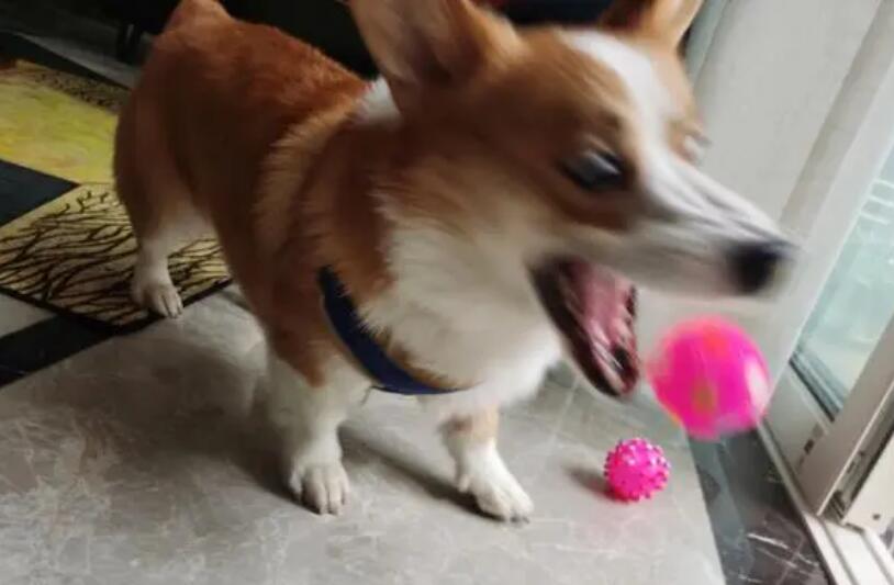 狗狗为什么喜欢咬球球