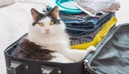 猫托运飞机费用怎么算价格