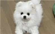 博美狗多少钱一只博美犬
