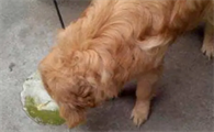 狗狗吐了是因为什么原因