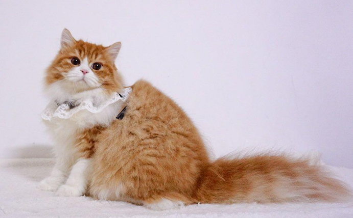 高地猫为啥养的人不多 高地猫为啥养的人不多