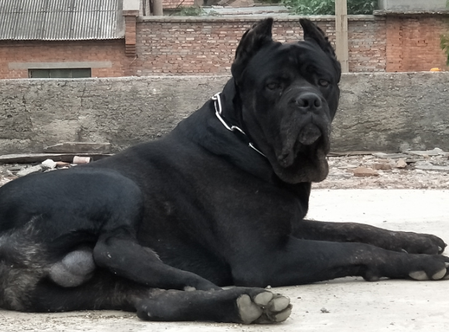 卡斯罗犬拉肚子怎么办？来看这里~