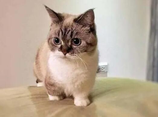 矮脚猫长大就丑了