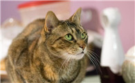 不建议养的10种猫