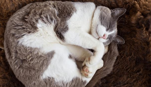 猫咪为什么老喜欢趴着蜷缩