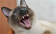 纯种猫咪比杂交猫凶猛吗