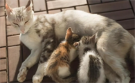 小猫20天了被母猫吃了