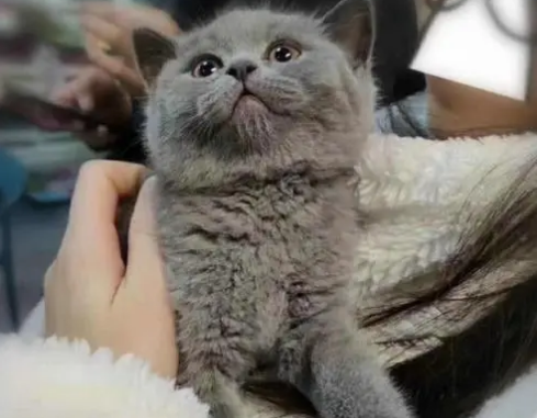 英短蓝猫能喝酸奶吗？具体怎么喂食？