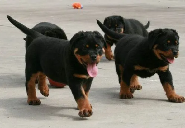 一只小罗威纳犬多少钱