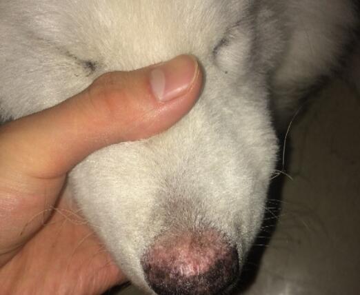 狗狗鼻子变成红色了怎么办 狗狗鼻子变成红色了怎么办