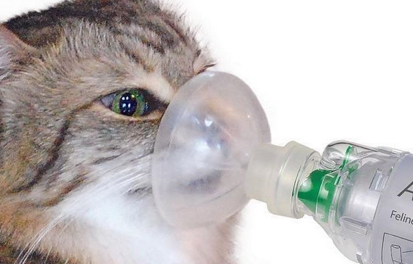 猫咪咳嗽有痰吃什么药见效快