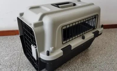 哪个航空公司可以带猫上飞机