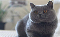 英短蓝猫可以吃酸奶吗?你了解吗?