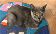今日科普：蓝猫的毛发黄怎么回事？