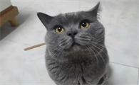 一文告诉你,为什么蓝猫的毛发白了?