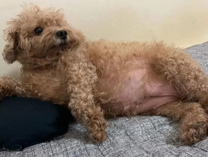 泰迪快生了的症状 泰迪快生了的症状