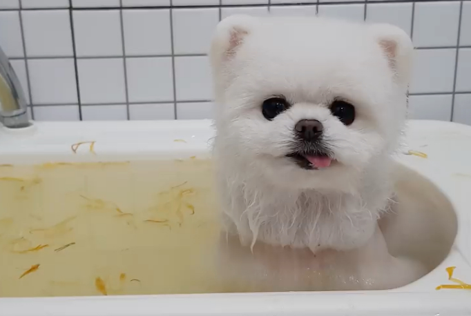 博美洗澡的六大忌