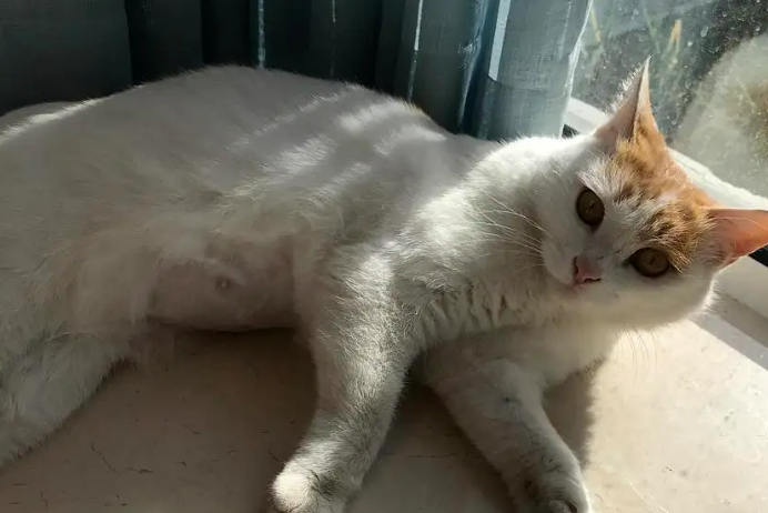 母猫怀孕50天最明显的征兆 母猫怀孕50天最明显的征兆