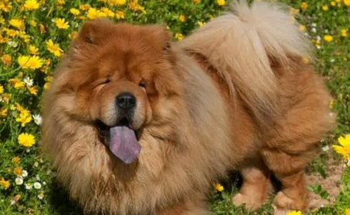 松狮犬适合家养吗