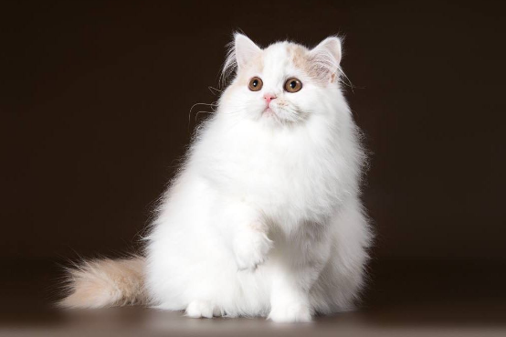 高地立耳猫会发病吗