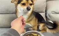 4个月狗狗不吃狗粮怎么办呢