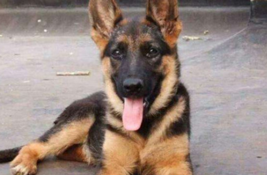 德牧犬几个月能听懂人话