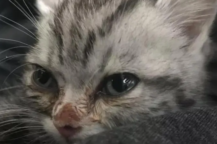 猫咪气管炎为什么难治愈