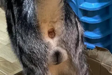 猫咪的菊花为什么会打开呢