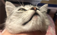 猫咪为什么得猫藓呢