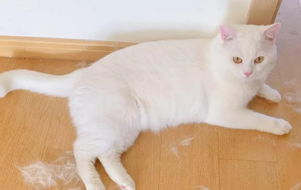 猫一般在几月份掉毛