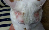 长过一次猫藓就会终身得猫藓