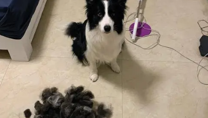 边牧犬掉毛严重吗?养之前要三思 边牧犬掉毛严重吗?养之前要三思
