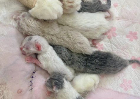 小猫死了母猫会怪主人吗