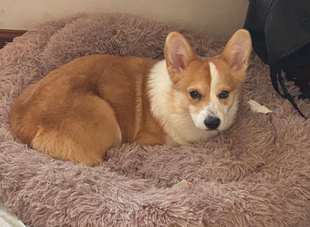 柯基犬小时候怎么像土狗一样