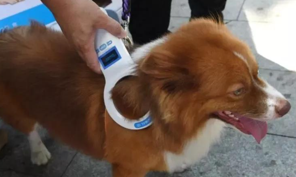 狗狗为什么要带芯片呢 狗狗为什么要带芯片呢