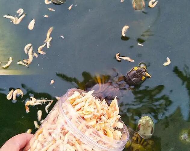 乌龟能吃干虾米吗 乌龟能吃干虾米吗